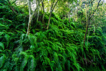 Lush natural green fern as a background