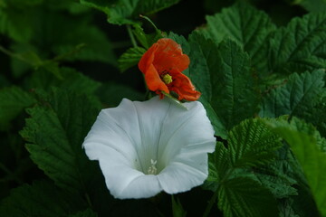 narodowe kwiaty © Mateusz