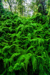 Lush natural green fern as a background