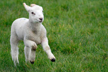 Obraz premium Newborn lambs frolicking in Spring sunshine