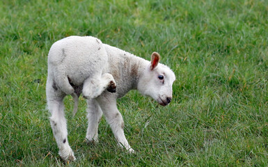 Naklejka na ściany i meble Newborn lambs frolicking in Spring sunshine