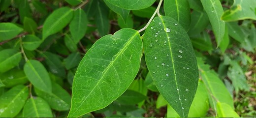 leaf with drops