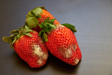 Spoiled strawberries covered in mold on the table.