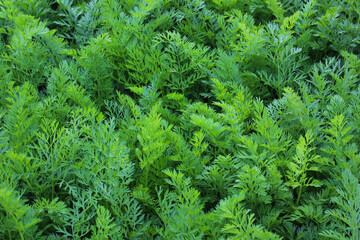 fresh carrot tops as a background.