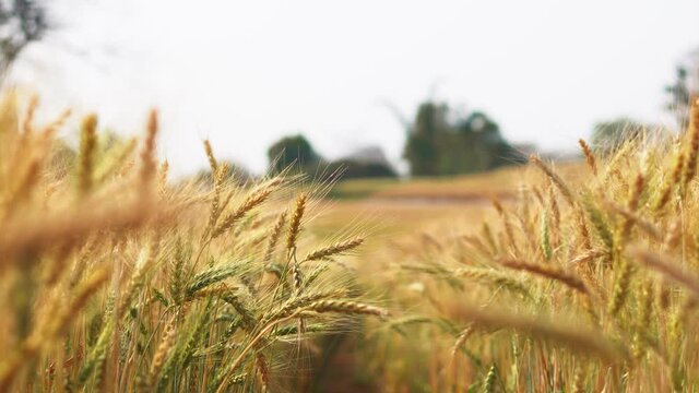 Yellow-green barley fields are naturally beautiful.