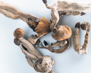 Magic Mushrooms on white background. Psilocybin compound laboratory research.