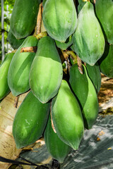 ripe papayas soon to be harvest in the orchard, Taiwan.