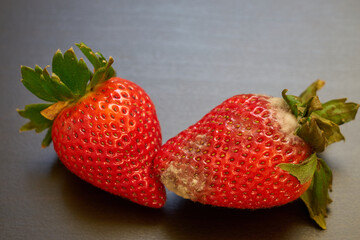 Ripe and juicy strawberry and spoiled with mold on the table.