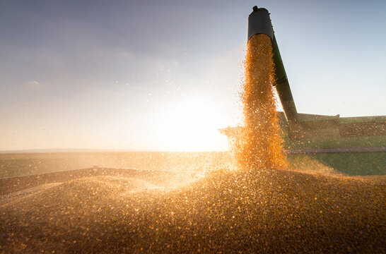 Combine harvester in evening action