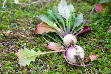 採れたて野菜・赤かぶ