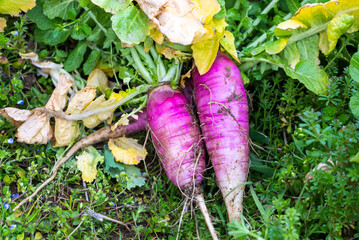 採れたて野菜・赤大根