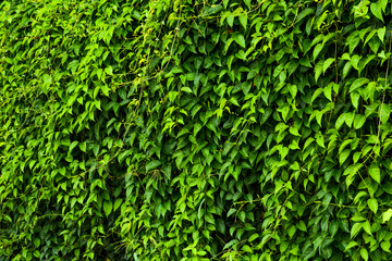 Texture of green leaf wall as a background