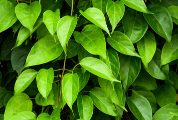 Close-up green leaves as a background