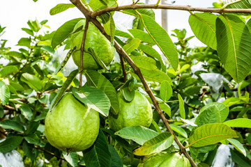 Close-up of guavas fruit growing on the guava tree in Taiwan