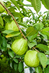 Close-up of guavas fruit growing on the guava tree in Taiwan