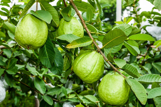 Close-up of guavas fruit growing on the guava tree in Taiwan