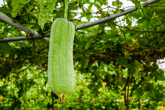 Close-up of loofah growing in the garden of Taiwan. luffa cylindrical.