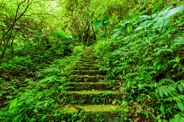 The forest stone stairs path passes through the forest in Zhushan Taiwan.