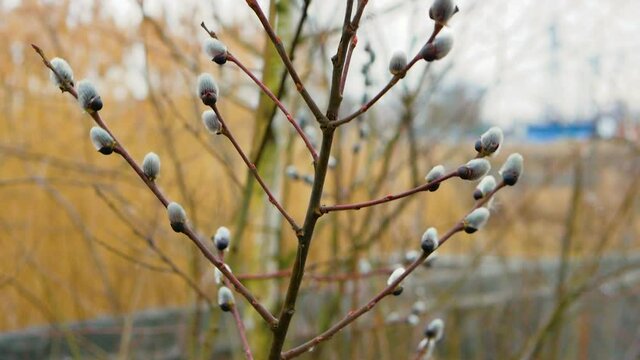 Silver branch of goat willow. Nature background Blooming willow sways in the wind
