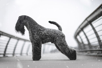 
Kerry Blue Terrier Dog Breed portrait