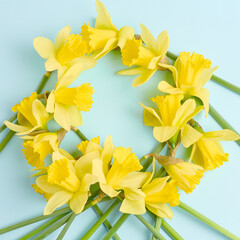 round frame of yellow flowers on a blue background. beautiful spring flowers of daffodils. simple holiday layout. flat lay, top view