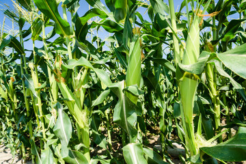 ripe corn soon to be harvest in the cornfield of Taiwan.