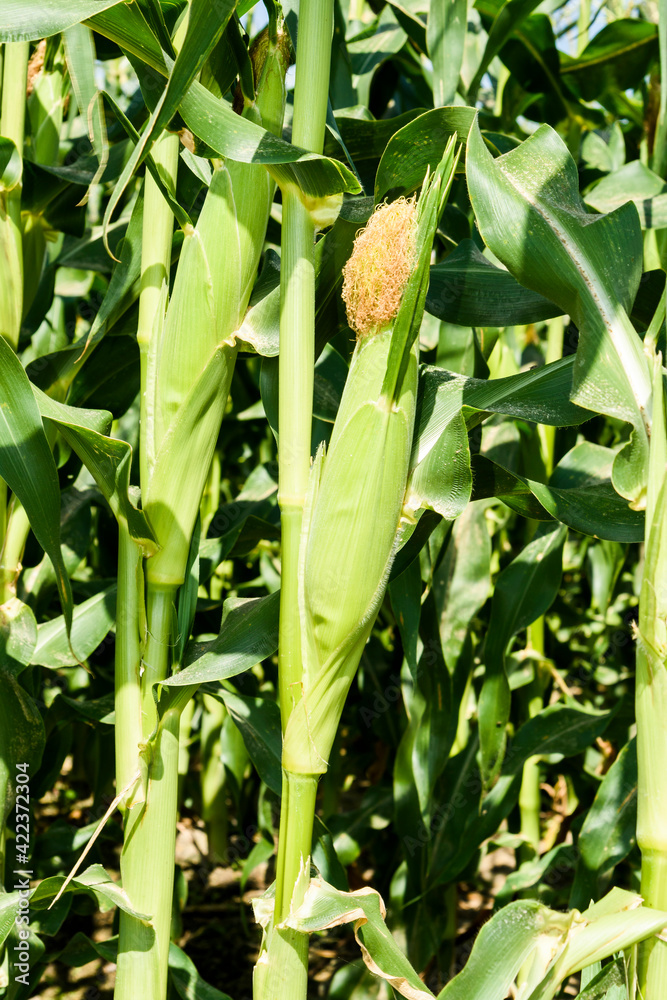 Wall mural ripe corn soon to be harvest in the cornfield of taiwan.