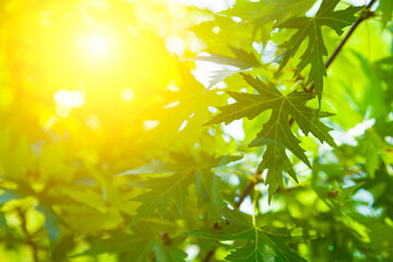 Green leaves close up.