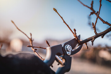 Garden work of spring. Farmer hand prunes and cuts branches of a tree in the garden with pruning...