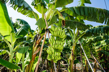 Close-up ripe banana growing on the banana tree in Taiwan.