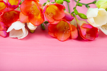 Beautiful freesia on a pink wooden background.