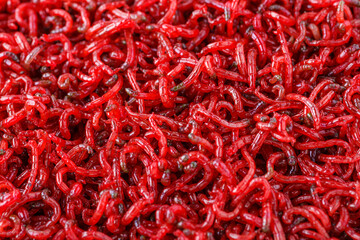 Fototapeta premium bloodworm close-up. Macro shooting. nozzle for fishing.