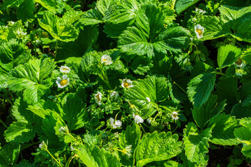 Bushes of blooming strawberries (Latin: Fragaria) with water drops after rain, close-up. Flowering of strawberry bushes in the garden.