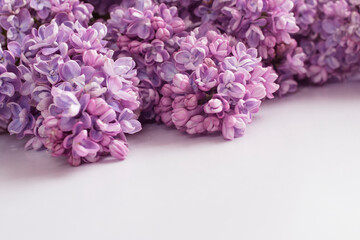 lilac branch on a white background with copy space