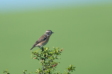 Braunkehlchen