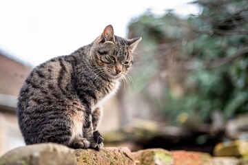 Fototapeta na wymiar cat sitting on brick wall isolated