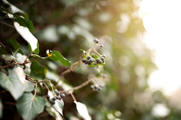 berry plant isolated on sun shine