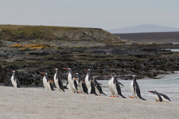 Gentoo Penguins (Pygoscelis papua) coming back to land after a day spent feeding at sea. Bleaker...