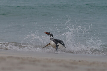 Gentoo Penguins (Pygoscelis papua) coming back to land after a day spent feeding at sea. Bleaker...