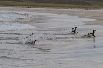 Gentoo Penguins (Pygoscelis papua) coming back to land after a day spent feeding at sea. Bleaker...