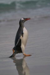 Gentoo Penguins (Pygoscelis papua) coming back to land after a day spent feeding at sea. Bleaker...