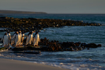 Gentoo Penguin (Pygoscelis papua) heading to sea early in the morning from a sandy beach on Bleaker...