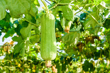 Close-up of loofah growing in the garden of Taiwan. luffa cylindrical. - obrazy, fototapety, plakaty