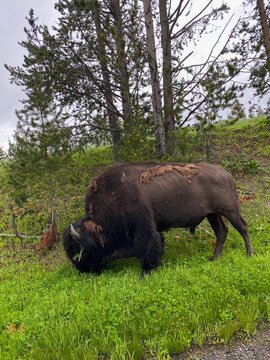 buffalo in the field
