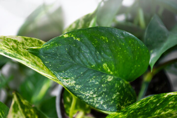 Fototapeta na wymiar Closeup image of epipremnum plant.