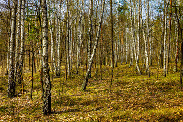 Early spring wood landscape of mixed thicket in Kampinoski Forest in Izabelin near Warsaw in Mazovia region of central Poland