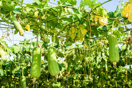 Close-up of loofah growing in the garden of Taiwan. luffa cylindrical.