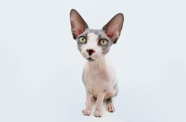 Funny Portrait  sphynx cat. Isolated on white background.