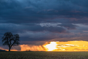 Sonnenuntergang und Baum mit vielen Misteln