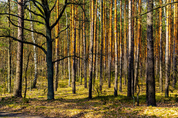 Early spring wood landscape of mixed thicket in Kampinoski Forest in Izabelin near Warsaw in Mazovia region of central Poland